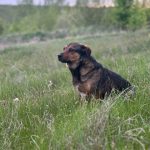 📍Пёсик в поисках дома!